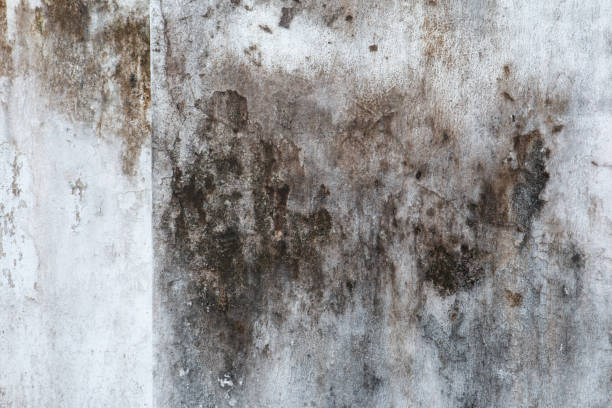 Best Comprehensive Air Testing for Mold Contaminants  in Green River, WY