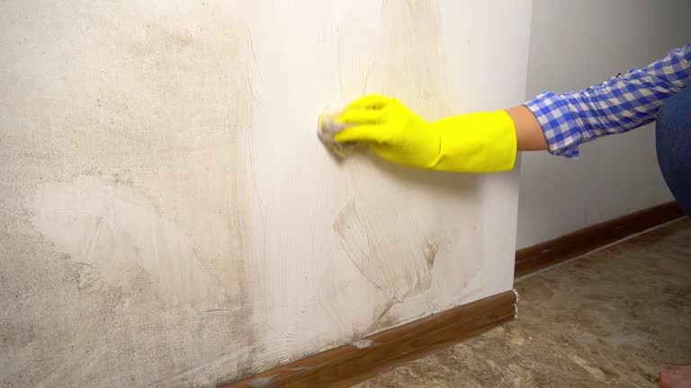 Professional Mold Removal in Green River, WY