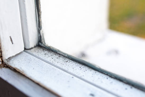  Green River, WY Mold Removal Pros