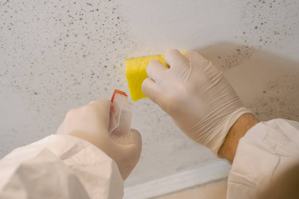 Best Mold Damage Restoration  in Green River, WY