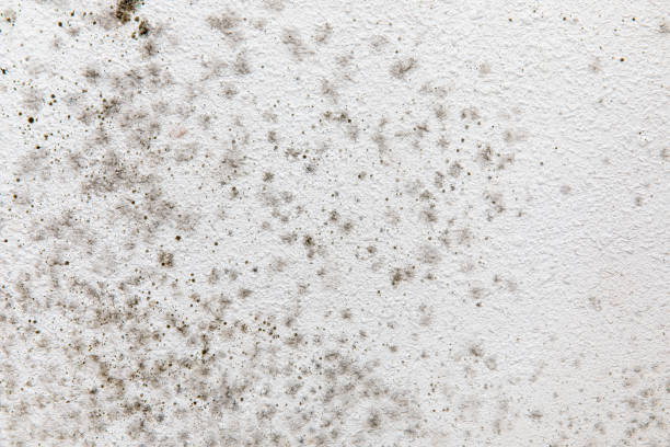 Dehumidification Services in Green River, WY