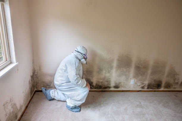 Best Emergency Mold Remediation  in Green River, WY
