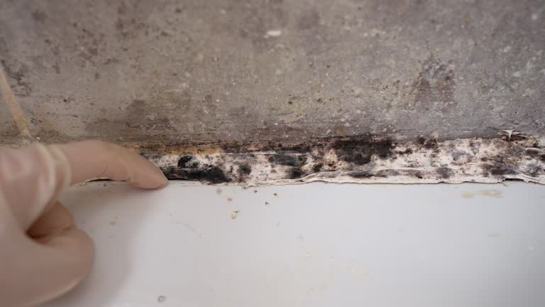 Best Black Mold Removal  in Green River, WY